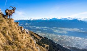 Steinbock blickt auf Innsbruck - Nordkette
