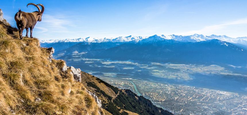 Steinbock blickt auf Innsbruck - Nordkette